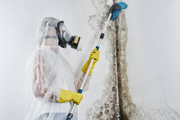 Best Commercial Mold Remediation in Lexington, NC