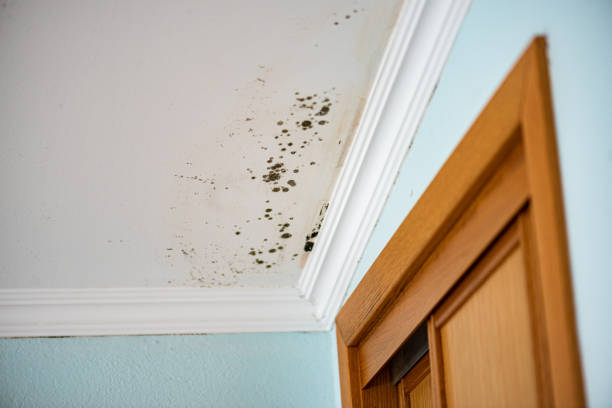 Best Residential Mold Remediation in Lexington, NC